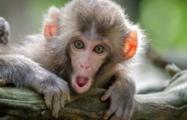 מהם התסמינים של אבעבועות הקוף?